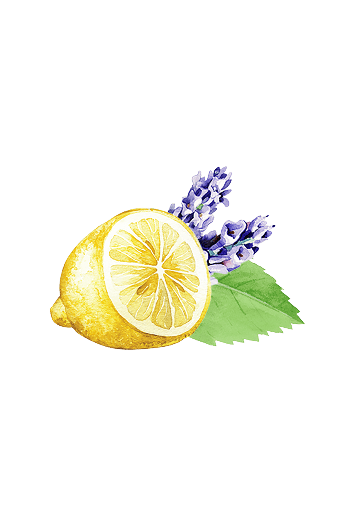 Floor Cleaner Concentrate | Lavender, Lemon & Mint