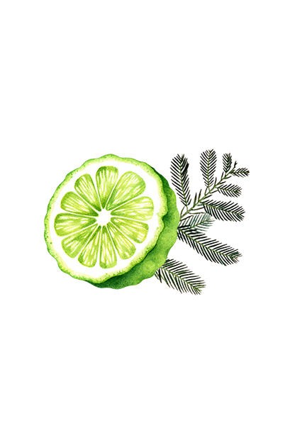 Floor Cleaner Concentrate | Bergamot & Cypress