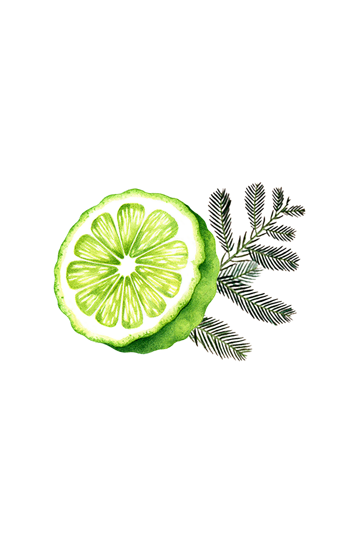 Floor Cleaner Concentrate | Bergamot &amp; Cypress