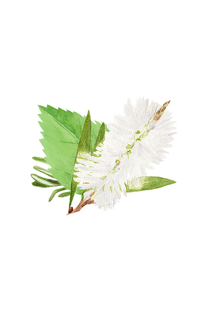 Floor Cleaner Concentrate | Rosemary, Mint & Tea Tree